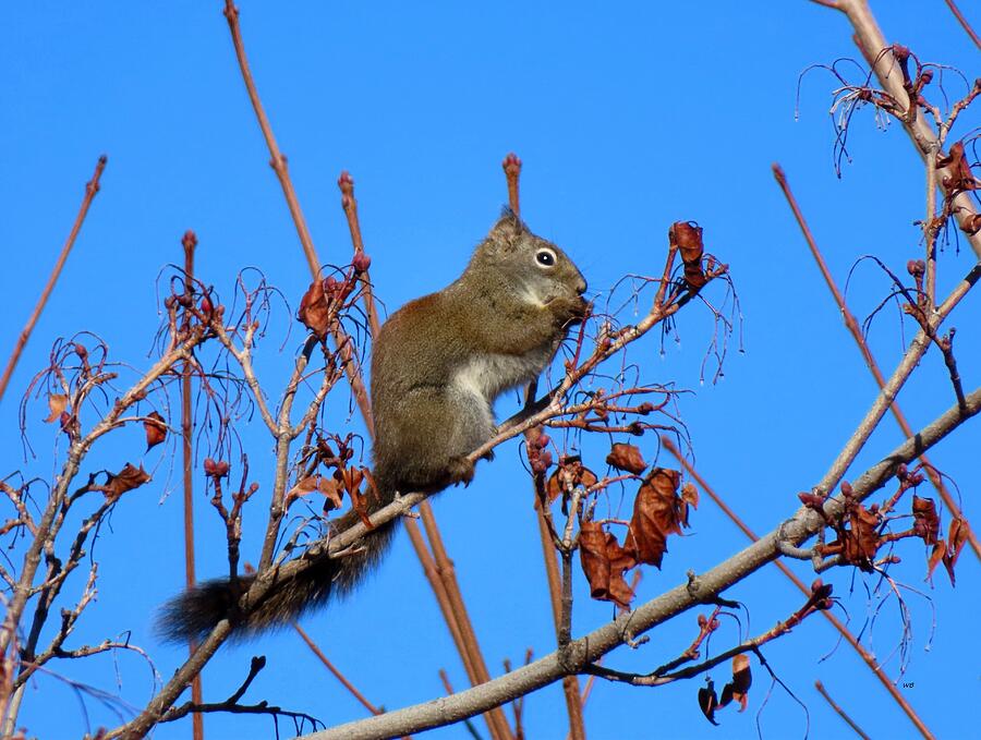 Wildlife Photograph - March Squirrel by Will Borden