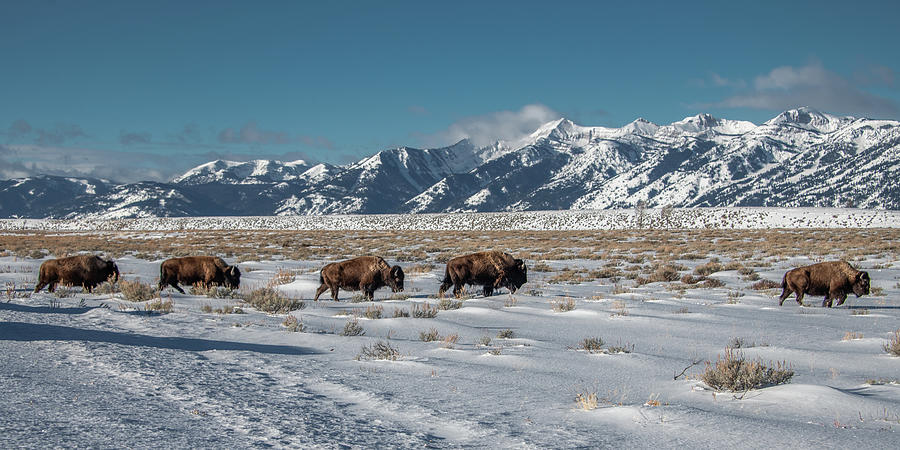 March to the Mountains, Bison in Grand Tetons Photograph by Marcy Wielfaert