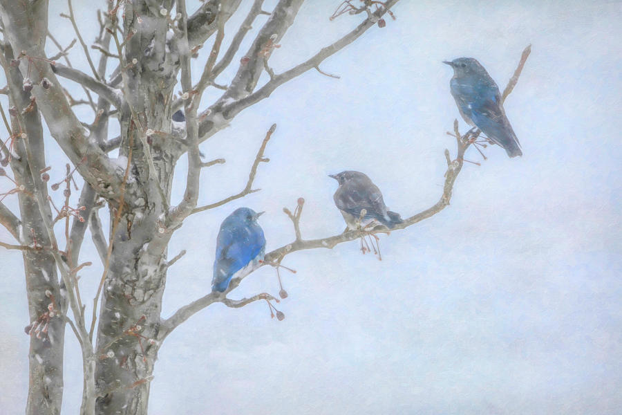 Bluebird Photograph - March Visitors by Donna Kennedy