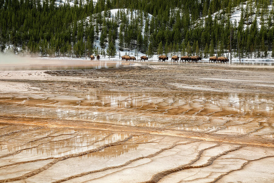 Yellowstone National Park Photograph - Marching Across Grand Prismatic by Ann Skelton