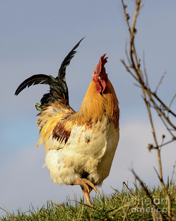 Marching Forward Rooster Photograph by Timothy Flanigan