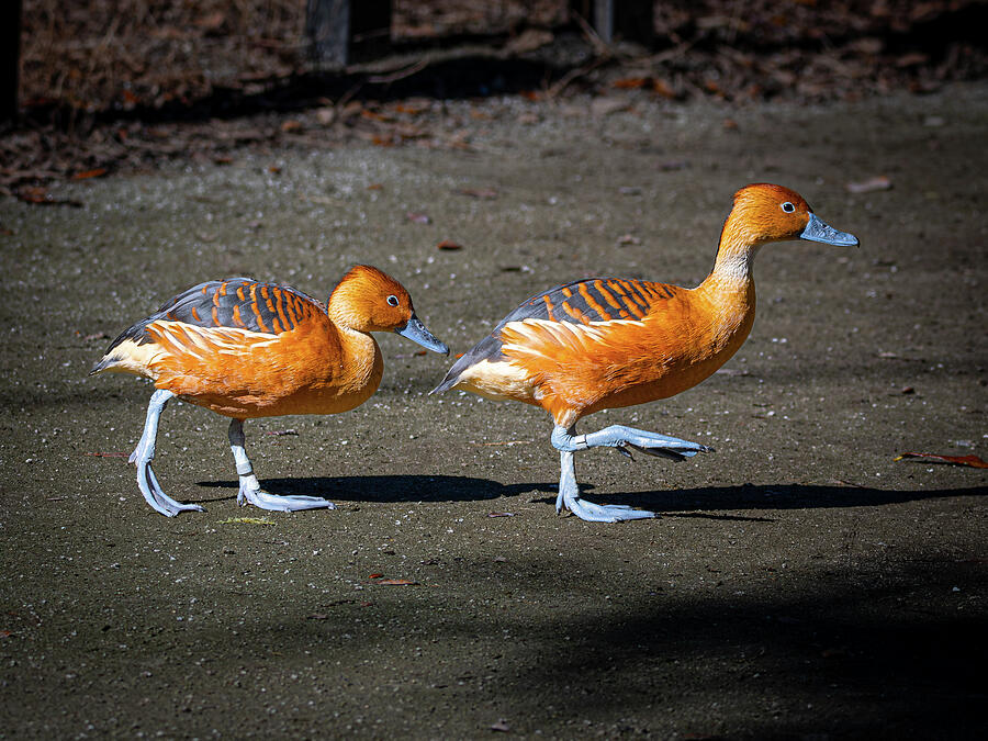 Bird Photograph - Marching Fulvous Whistling-Duck  by Galen Mills