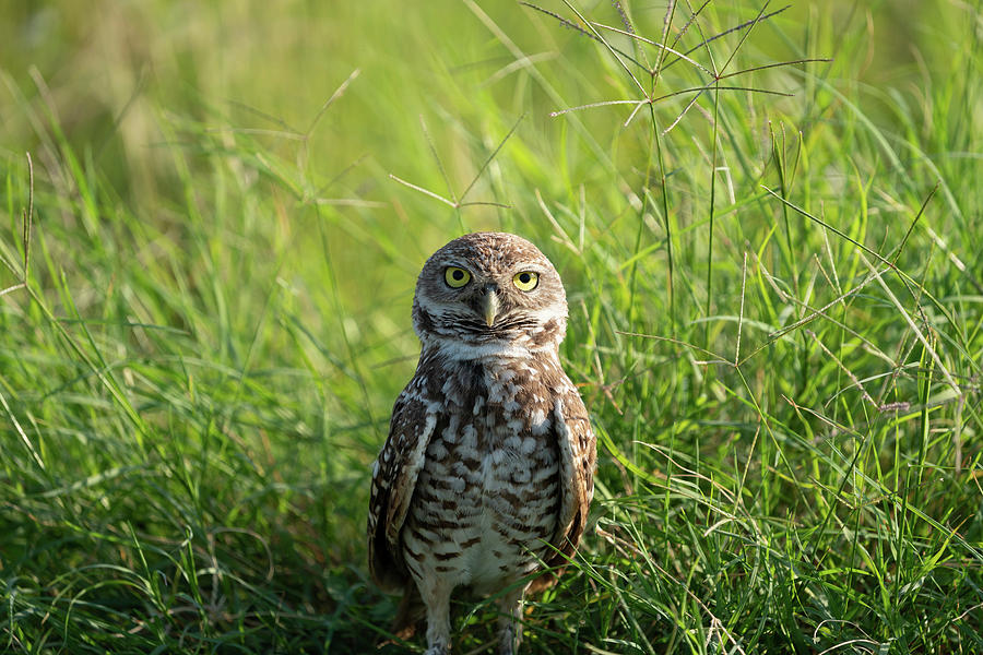 Marco Island Burrowing Owl 2022 Photograph