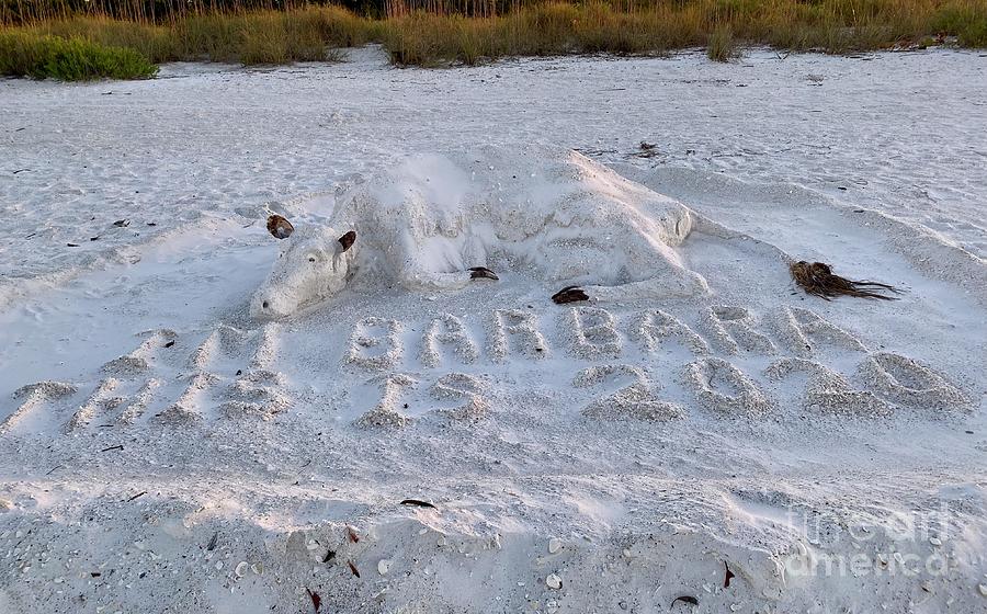 Marco Island Sand Cow Barbara Walters Photograph by Judee Stalmack - Pixels