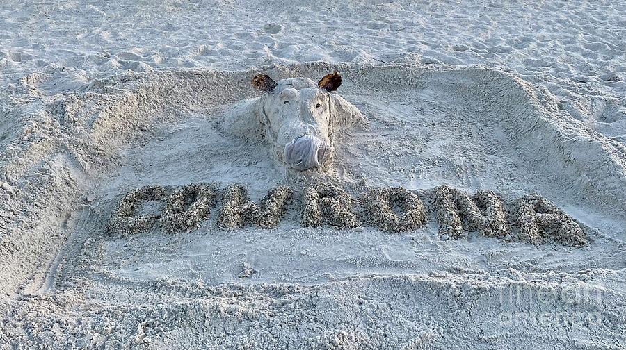 Marco Island Sand Cow - Cowrona Photograph by Judee Stalmack - Pixels