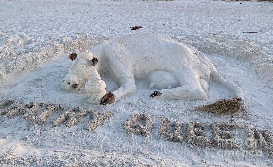 Marco Island Sand Cow - Dairy Queen Photograph by Judee Stalmack - Fine ...