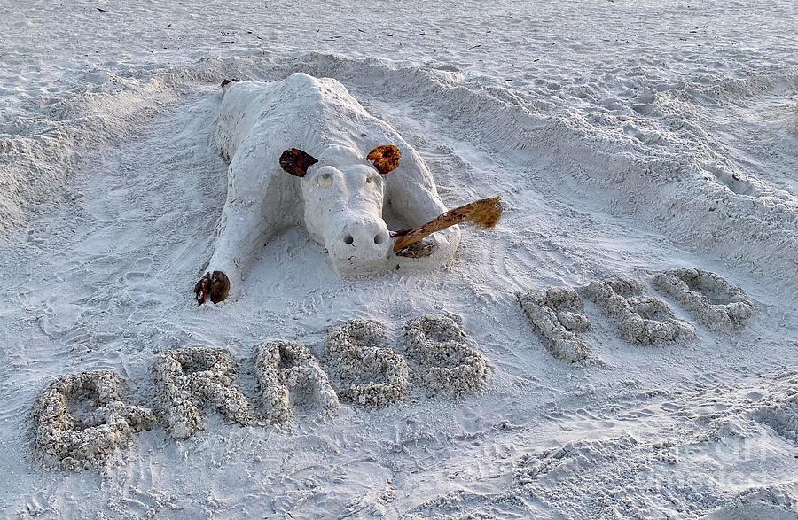 Marco Island Sand Cow - Grass Fed Photograph by Judee Stalmack - Fine ...