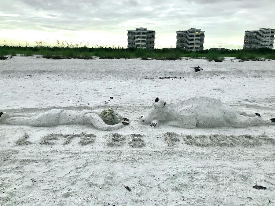 Marco Island Sand Cow - Lets Be Friends Photograph by Judee Stalmack ...