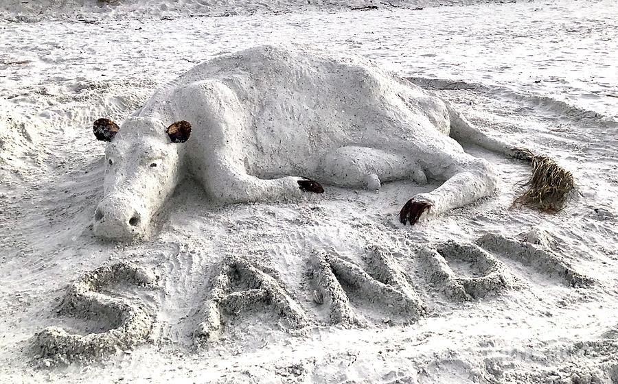 Marco Island Sand Cow - Sandy Photograph by Judee Stalmack - Pixels