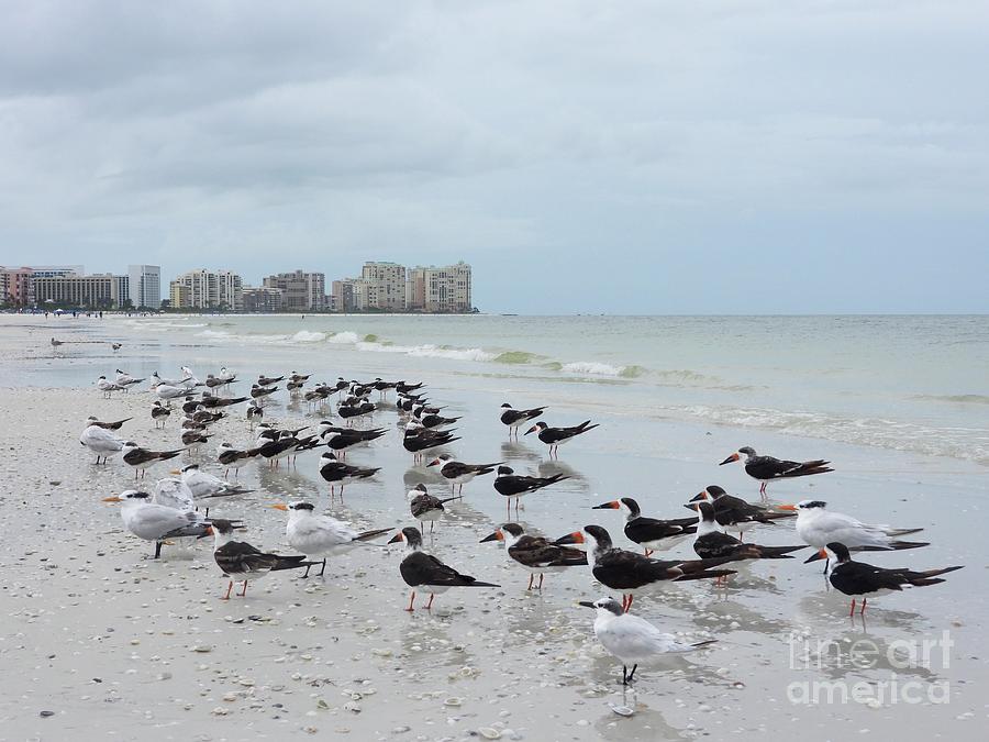 Marco Island Seagulls Photograph by Csilla Florida