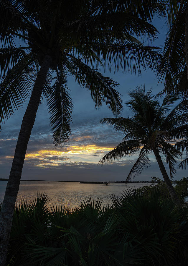 Marco Island Photograph - Marco Palms 2021 by Joey Waves Marco Island Photograph - Marco Palms 2021 by Joey Waves