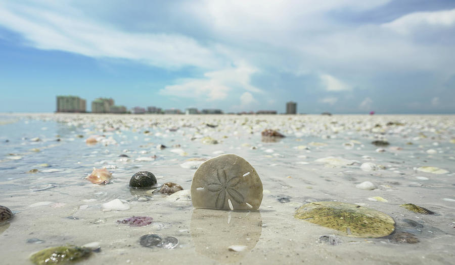 Florida Photograph - Marco Sand Dollar by Joey Waves