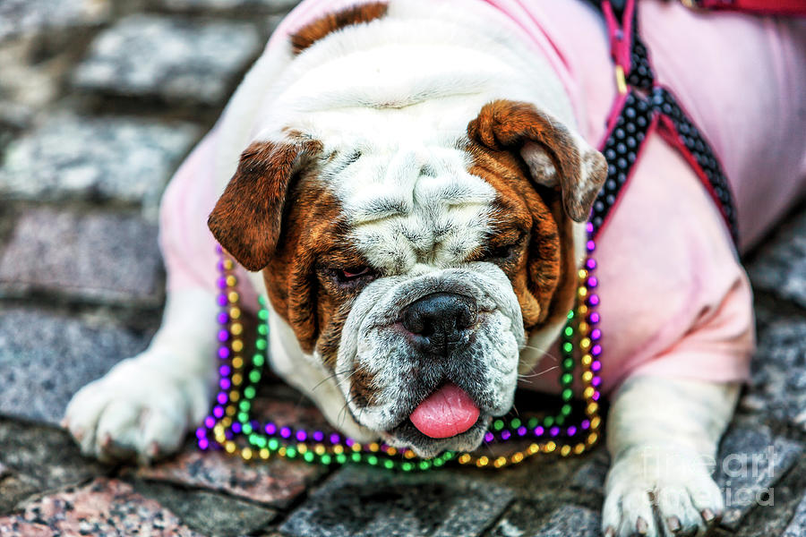 Mardi Gras Bulldog in New Orleans Photograph by John Rizzuto