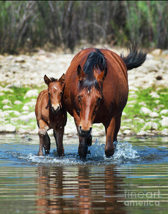 Mare and Baby Crossing Photograph by Jody Miller