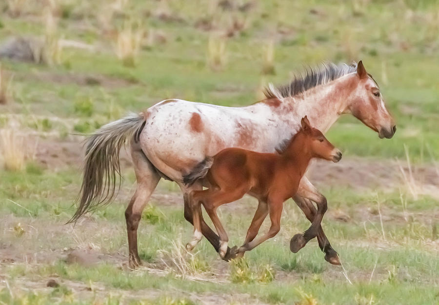 Mare and Colt on the Move Photograph by Marc Crumpler