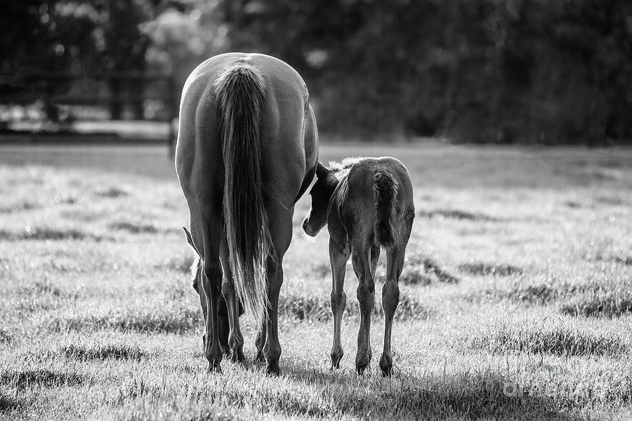 Nature Photograph - Mare and Foal - BW by Scott Pellegrin