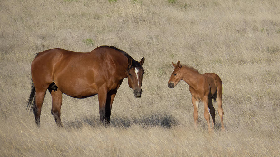 Mare and Foal in field Photograph by Christy Garavetto