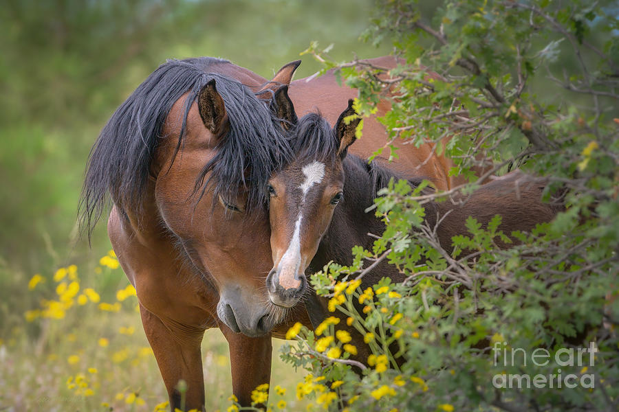 Mare and Foal in the Flowers Photograph by Lisa Manifold