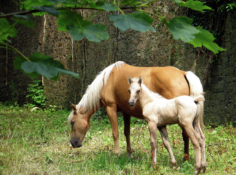 Mare and Foal, Westport House Photograph by Sublime Ireland