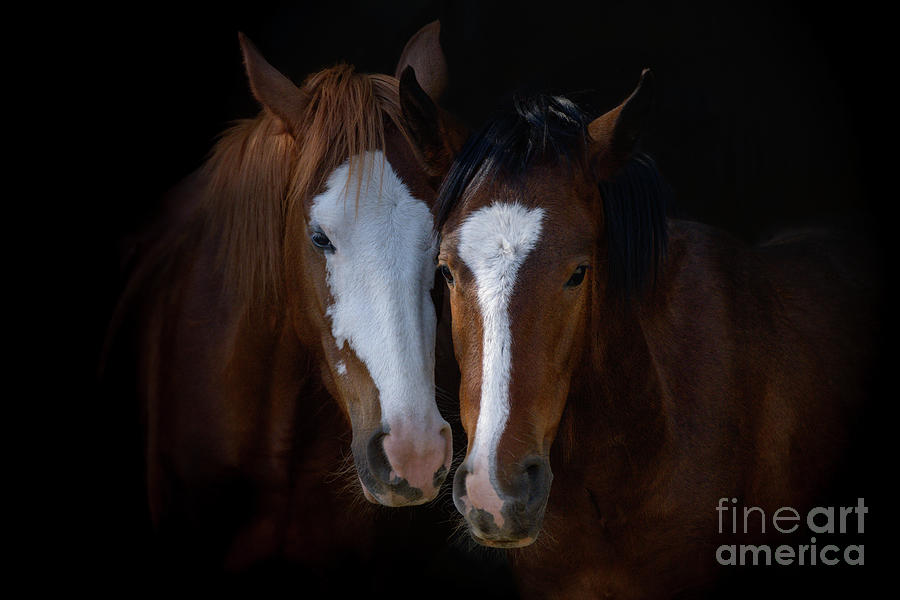 Mare and Her Colt Photograph by Lisa Manifold