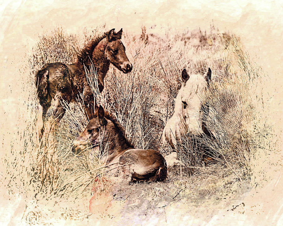 Mare And Two Foals Photograph