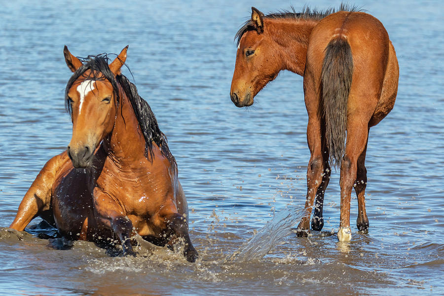 Mare Cooling Off Photograph by Marc Crumpler