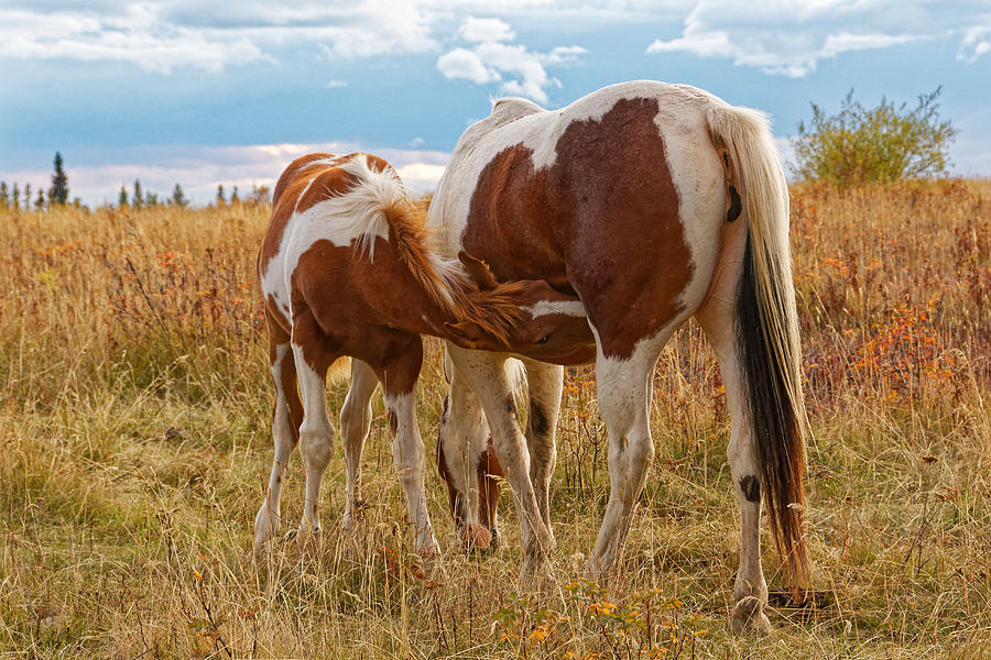 Mare With Foal Feeding Photograph By Rick Ulmer - Fine Art America