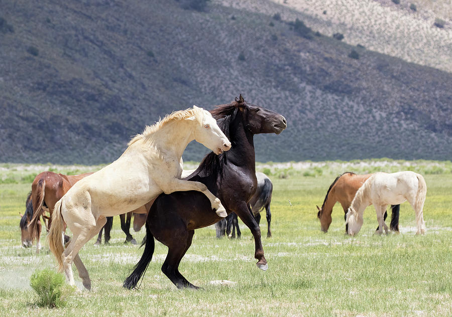 Mare with Moxie Photograph by Cheryl Strahl Mare with Moxie Photograph by Cheryl Strahl