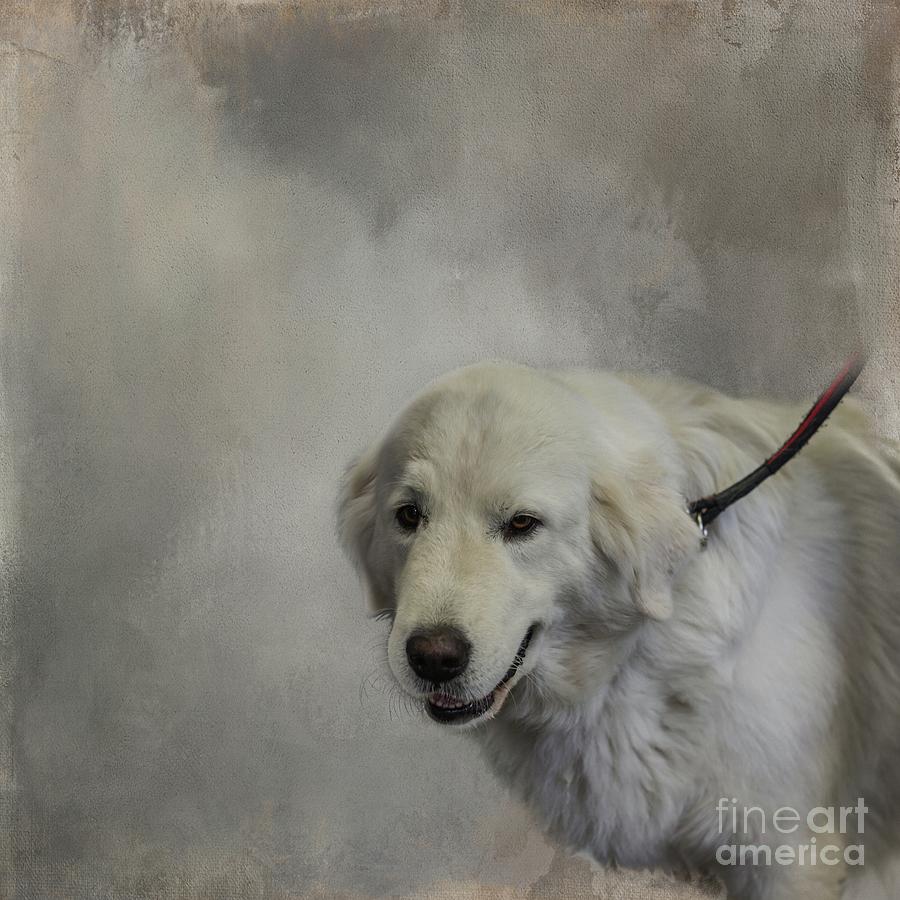 Dog Photograph - Maremma Sheepdog Portrait by Eva Lechner