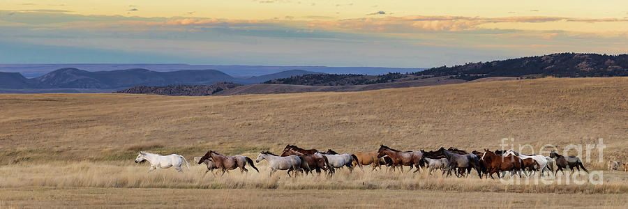 Mares and Foal Landscape Photograph by Terri Cage
