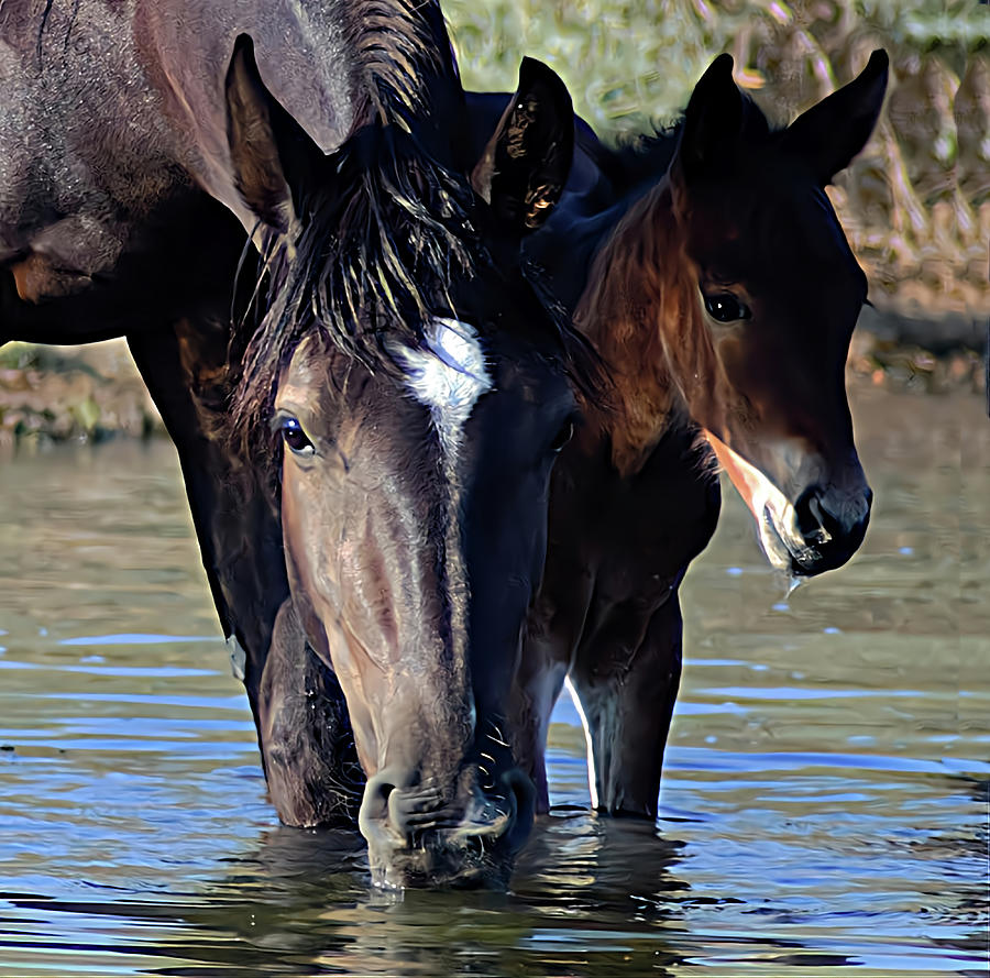 Mare's Love Photograph by Patty Bumgarner | Fine Art America