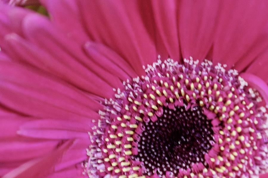 Marguerite Rose by Lisa Pandone Marguerite Rose by Lisa Pandone
