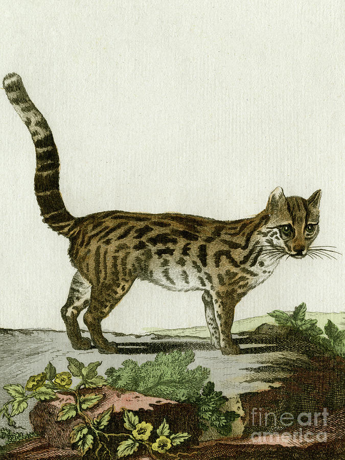 Margay, new world wild cat scan of original 1780 coloured engraving