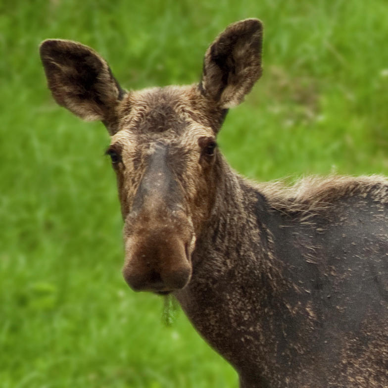 Margerate Moose Portait Photograph by Daniel Hebard