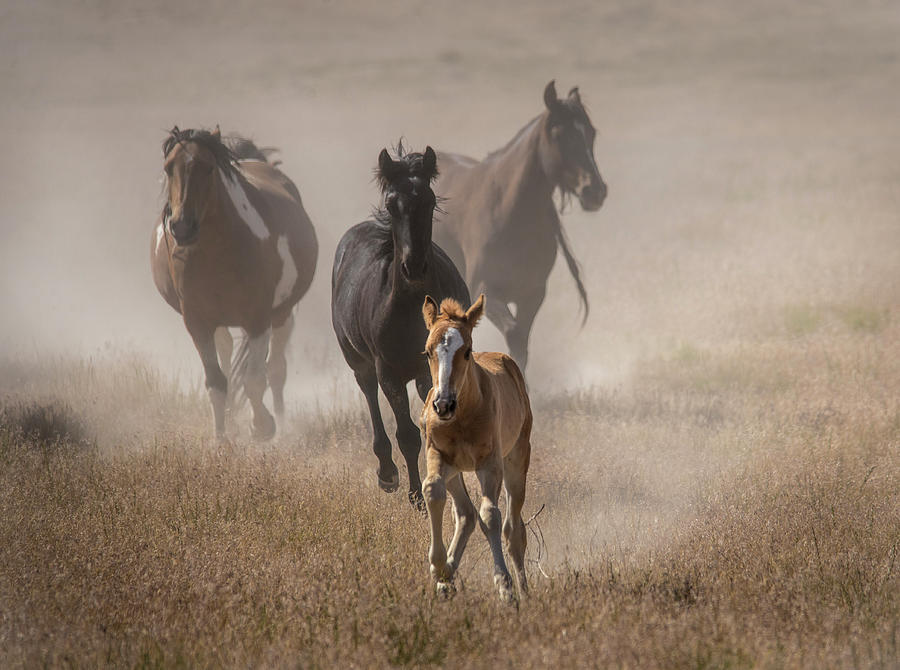 Margies Mustang Baby Photograph by Dirk Johnson