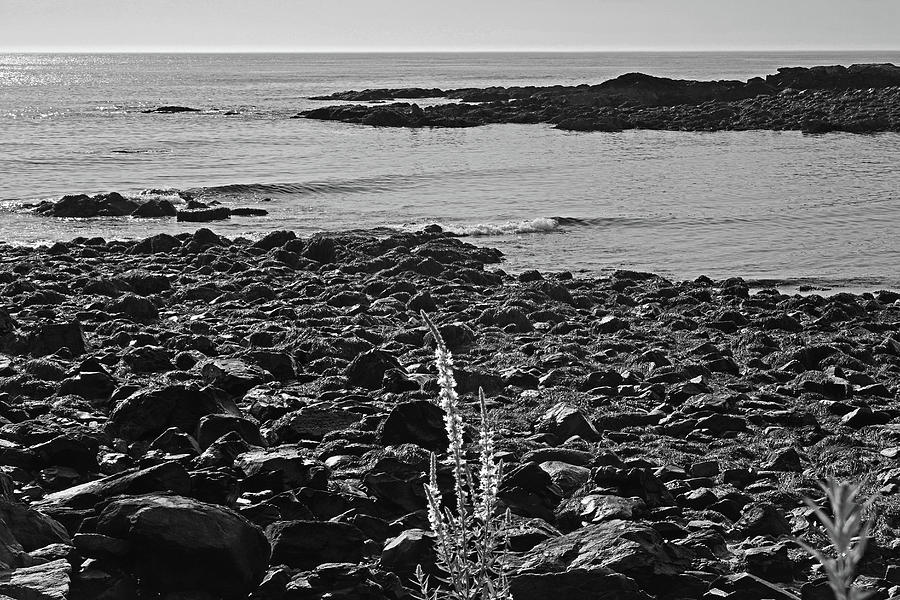 Marginal Way Lupine Ogunquit Maine Black and White Photograph by Toby McGuire
