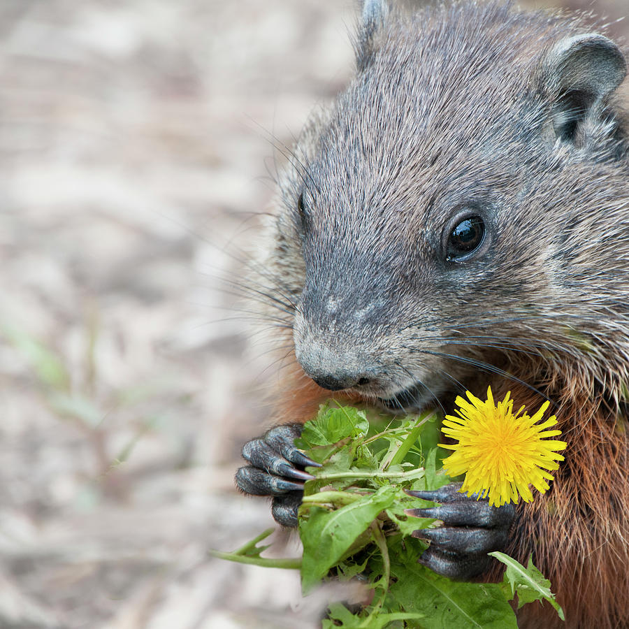 Margot the Groundhog's Diet Photograph by Lieve Snellings