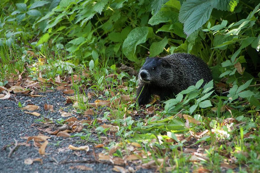 A Black Groundhog Photograph by Lieve Snellings - Fine Art America