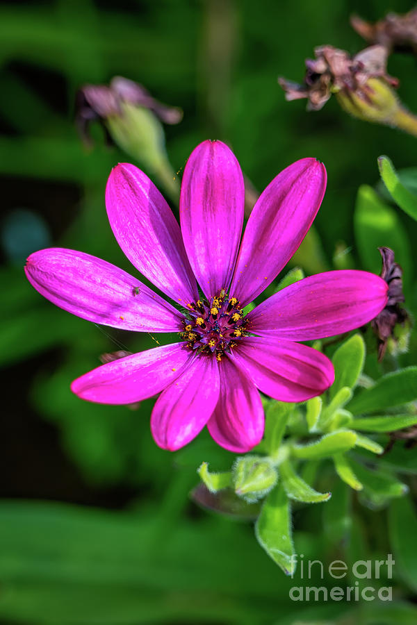 Marguerite Daisy Flower Photograph by Adrian Evans