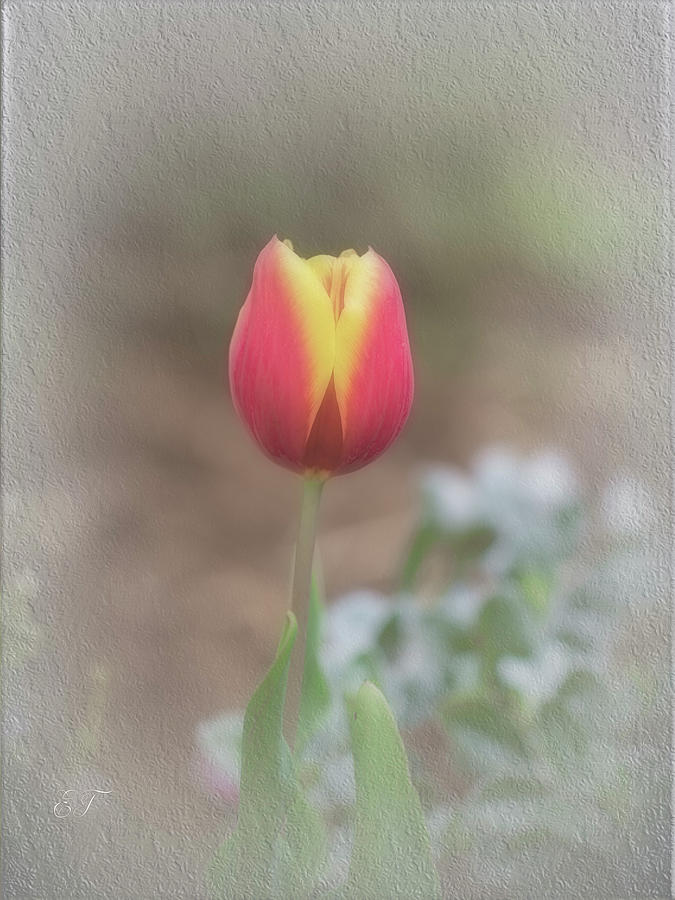 Bi-Coloured Tulip Photograph by Elaine Teague