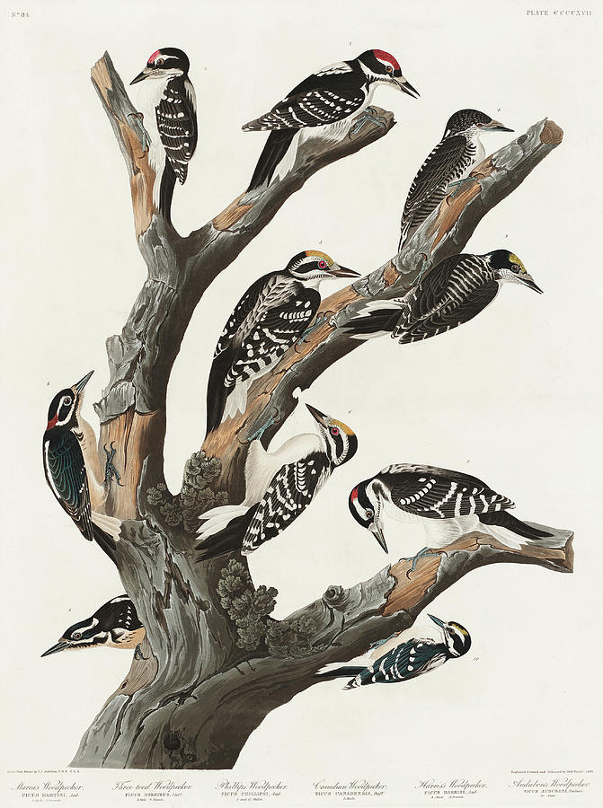 Marias Woodpecker. John Jams Audubon Mixed Media by World Art Collective