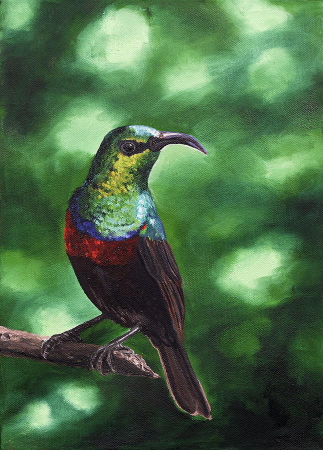 Marico sunbird 1 Painting by Barbara Podmore - Fine Art America