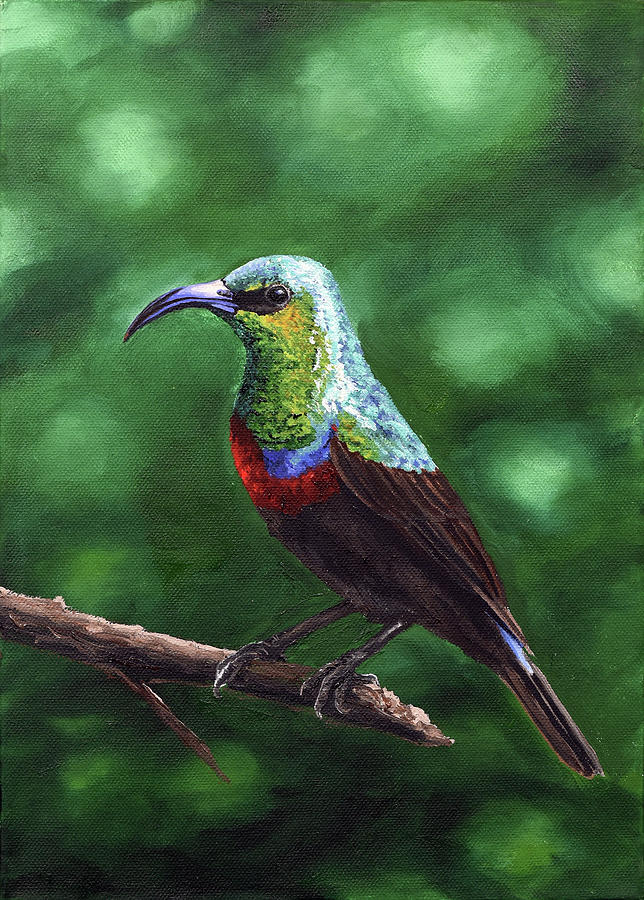 Marico Sunbird 2 Painting By Barbara Podmore - Fine Art America