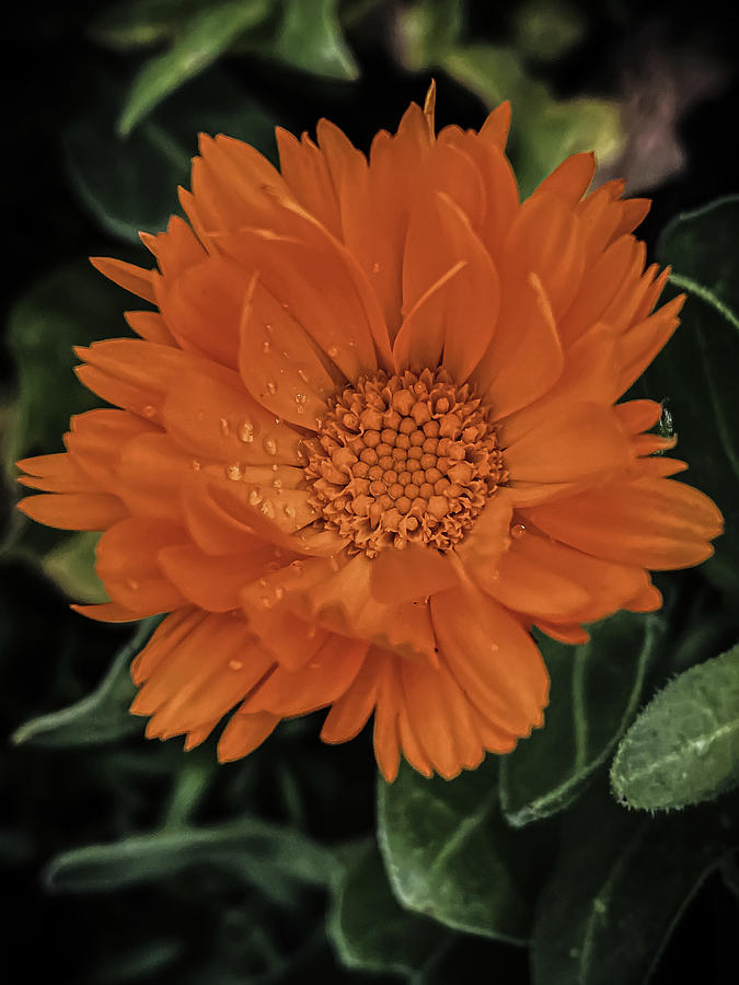 Marigold Photograph by Anamar Pictures