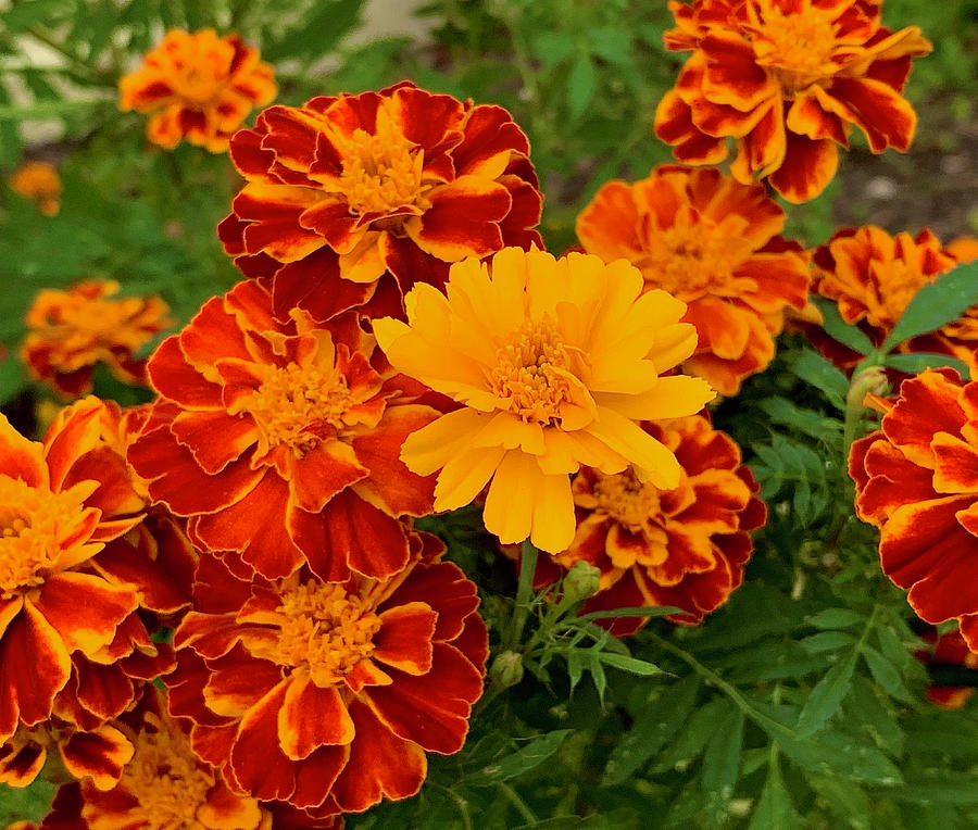 Marigold Bush Photograph by PJ Wilford - Fine Art America