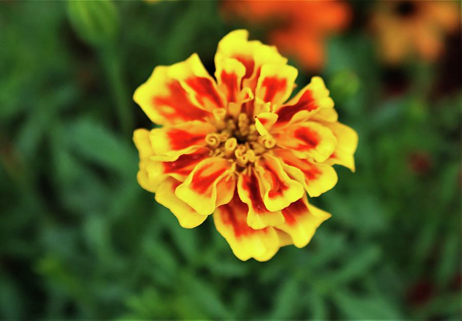 Marigold Photograph by Christopher James
