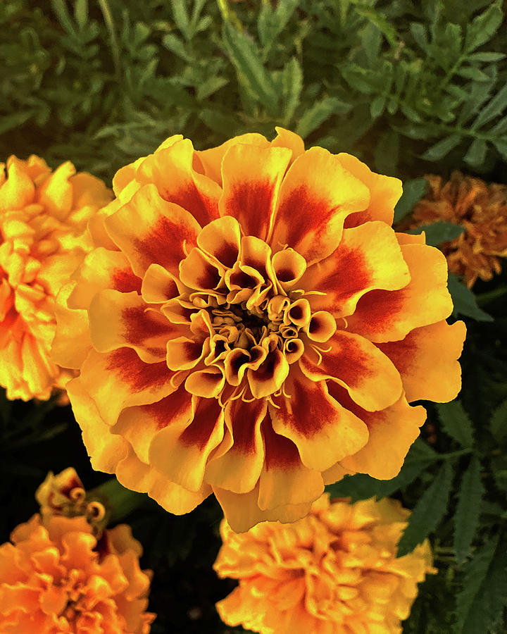 Marigold Closeup Photograph By Daniel Beard - Fine Art America