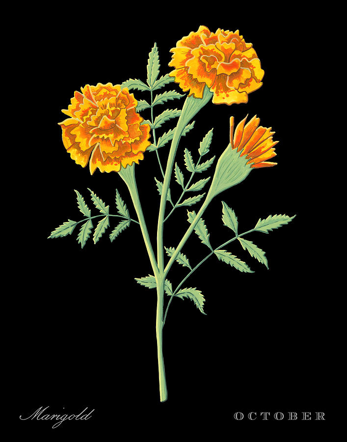 Marigold October Birth Month Flower Botanical Print on Black - Art by Jen Montgomery Painting by Jen Montgomery
