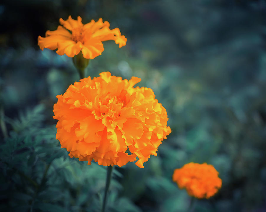 Marigold family Photograph by Lilia S