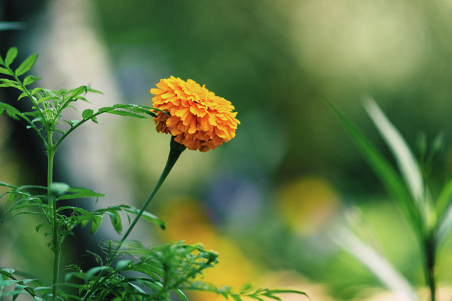 french marigold flower bokeh